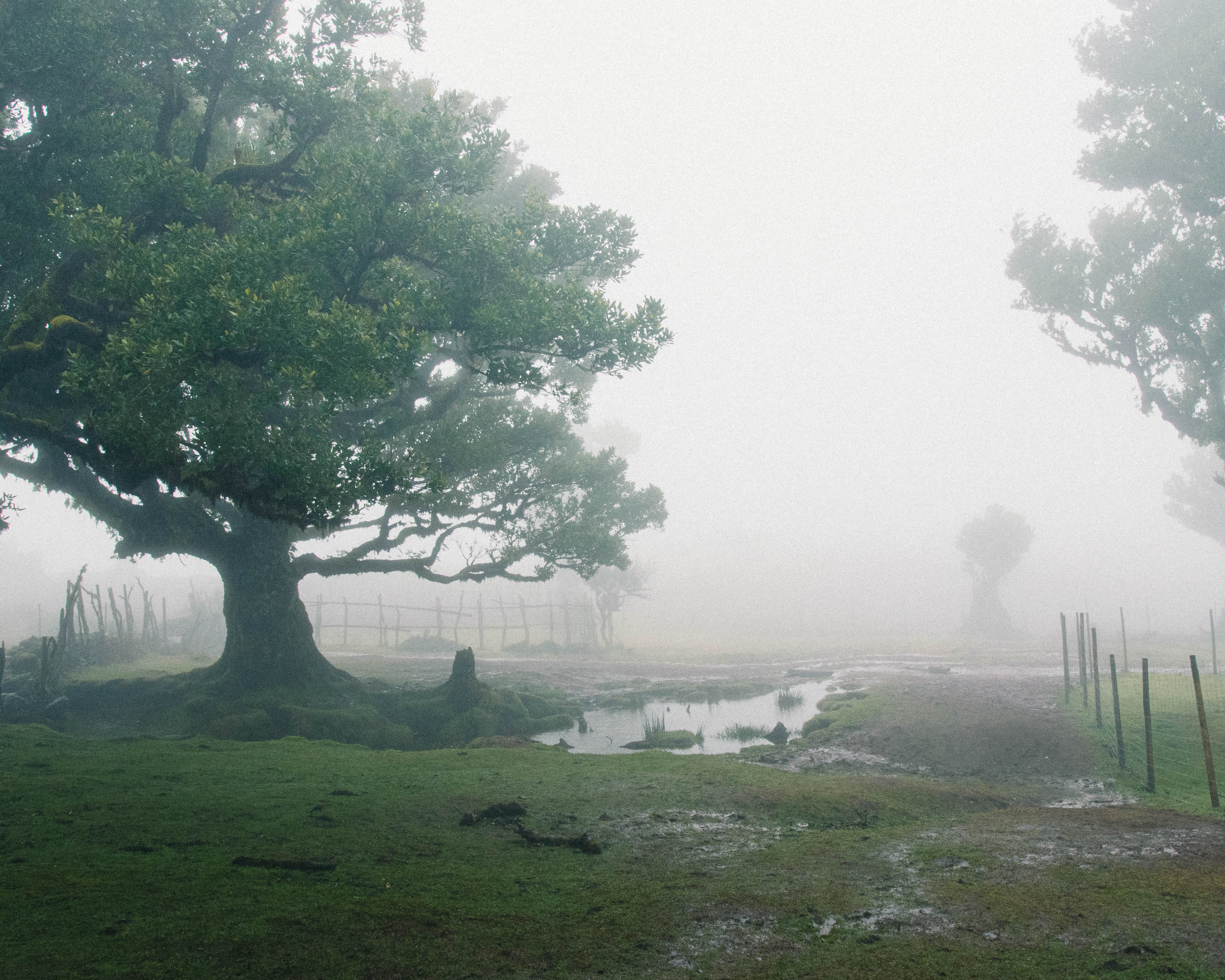 Gnarled ancient laurisilva trees emerging from dense grey fog on mossy ground