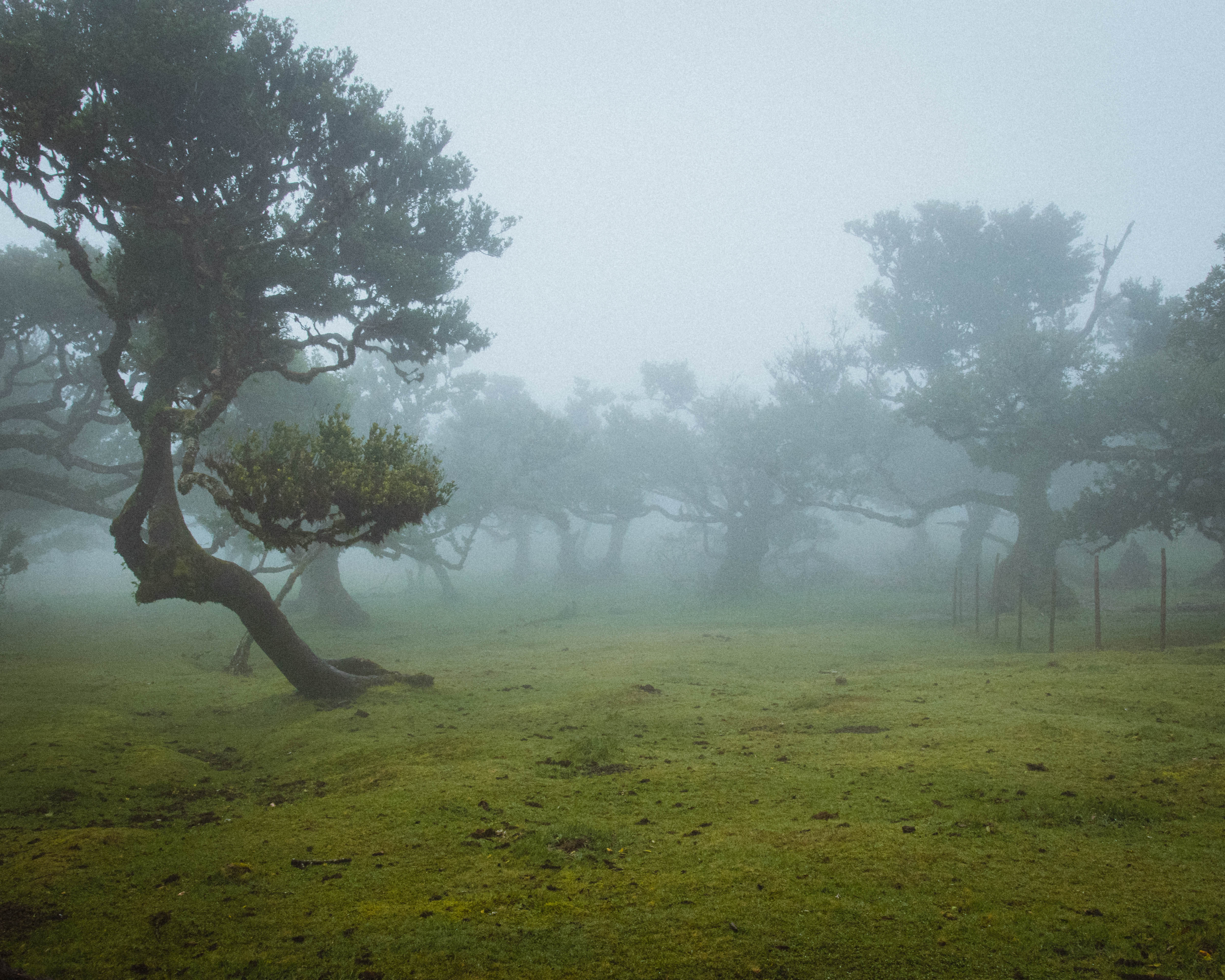 Massive ancient tree with wide canopy beside a still misty pond, Fanal